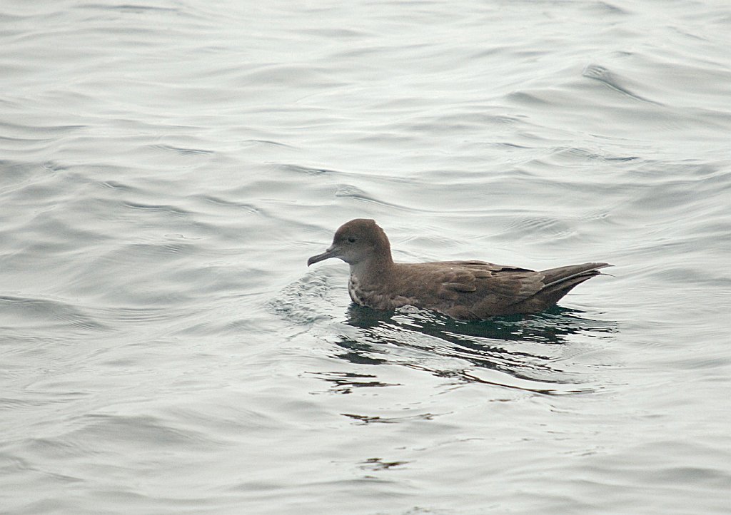 Shearwater, Sooty, 2006-07081707 Hyannis, MA.JPG - Sooty Shearwater, Broolkine July 2006 Hyannis pelagic bird trip